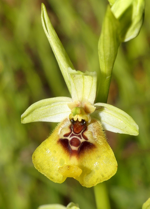 Ophrys lacaitae tra introgressioni e forme ibride  Molise 2023.